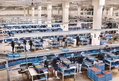彈丸小國荷蘭 農(nóng)業(yè)技術(shù)先進到令世界敬畏